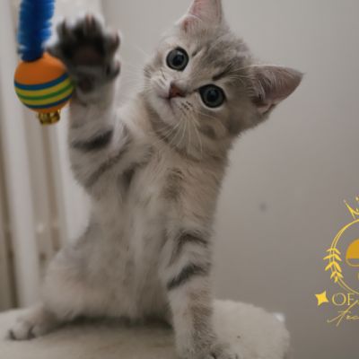 Ugho Of British Archanges