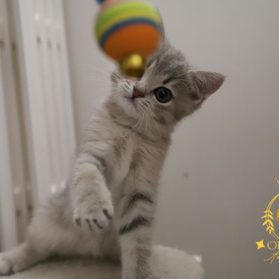 Ugho Of British Archanges