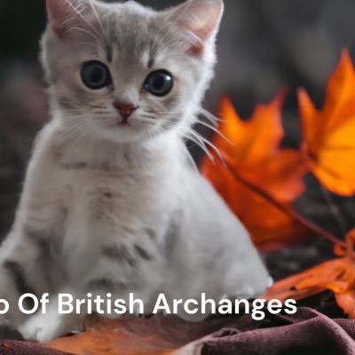 Ugolin Of British Archanges