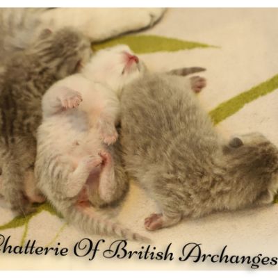 Nos archanges nées le 12 mai 2022