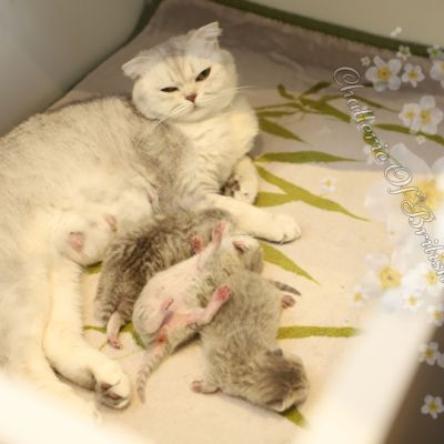 Nos archanges nées le 12 mai 2022