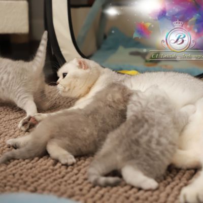 Nos archanges nées le 12 mai 2022