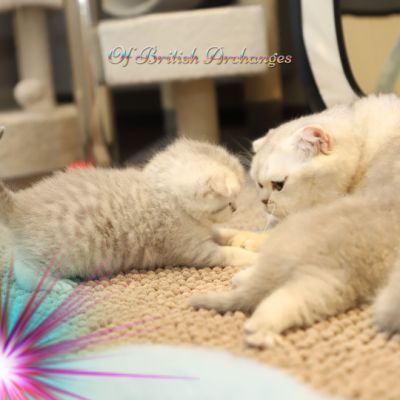 Nos archanges nées le 12 mai 2022