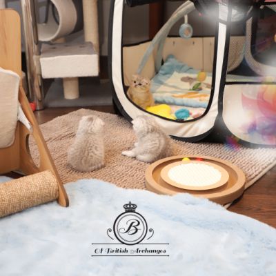 Nos archanges nées le 12 mai 2022