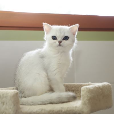 Tamara Of british Archanges