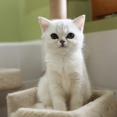 Tamara Of british Archanges