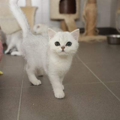 Tamara Of british Archanges