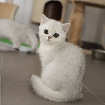 Tamara Of british Archanges