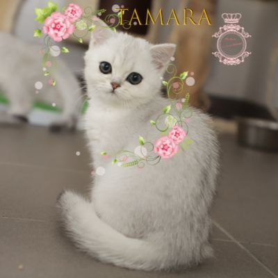 Tamara Of british Archanges