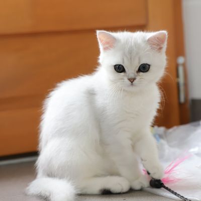 Tamara Of british Archanges