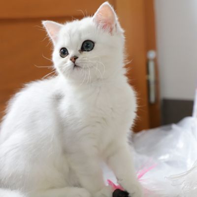 Tamara Of british Archanges