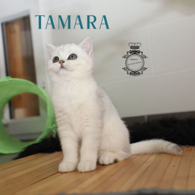 Tamara Of british Archanges