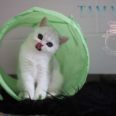 Tamara Of british Archanges