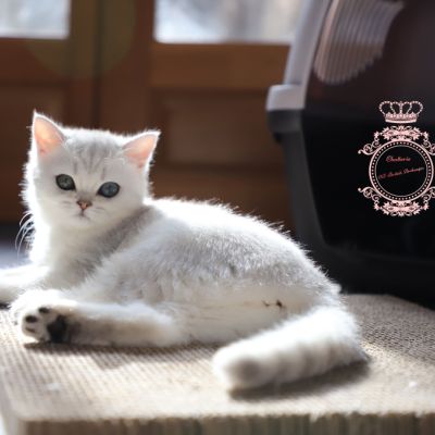 Tamara Of british Archanges