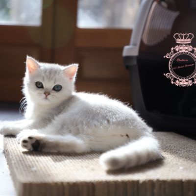 Tamara Of british Archanges