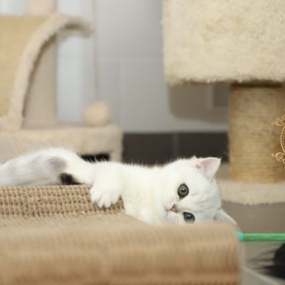 Tamara Of british Archanges