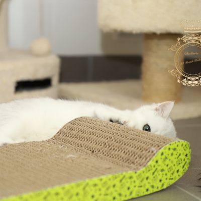 Tamara Of british Archanges