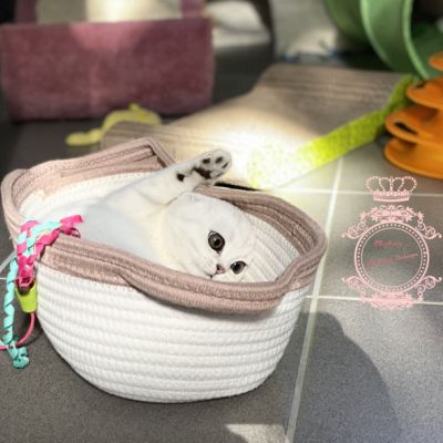 Tamara Of british Archanges