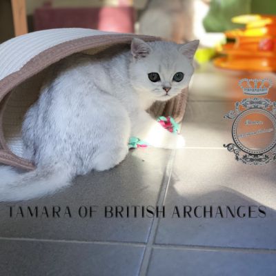 Tamara Of british Archanges