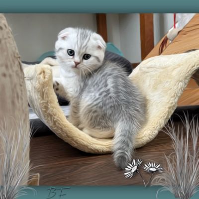 Uguette Of british Archanges