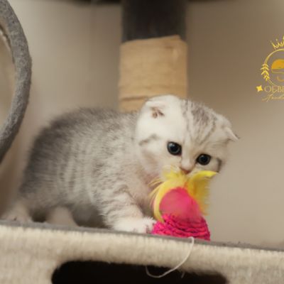 Uguette Of british Archanges