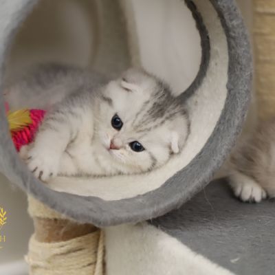 Uguette Of british Archanges