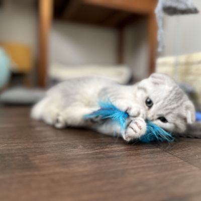 Uguette Of british Archanges