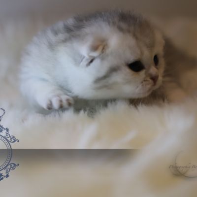 Uguette Of british Archanges