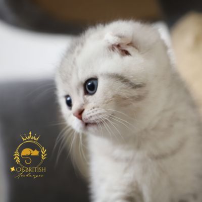 Uguette Of british Archanges