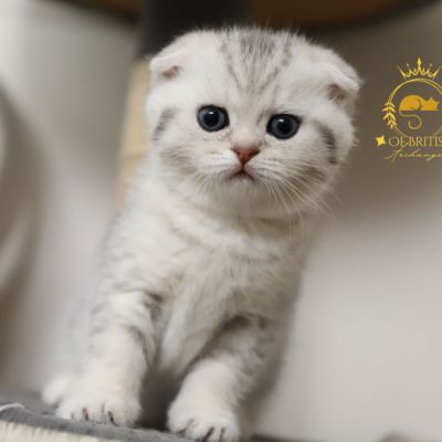 Uguette Of british Archanges