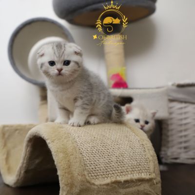 Uguette Of british Archanges