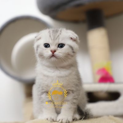 Uguette Of british Archanges