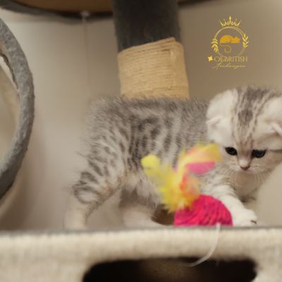 Uguette Of british Archanges