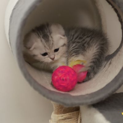 Uguette Of british Archanges