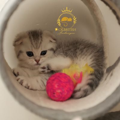 Uguette Of british Archanges