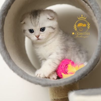 Uguette Of british Archanges