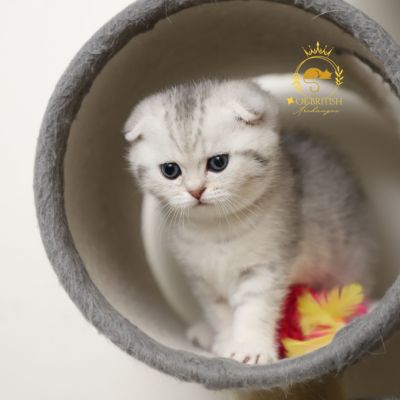 Uguette Of british Archanges