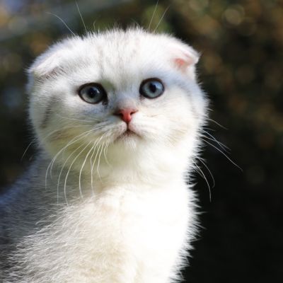 Uguette Of british Archanges