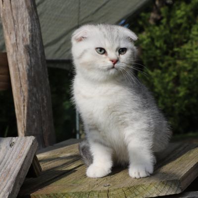 Uguette Of british Archanges