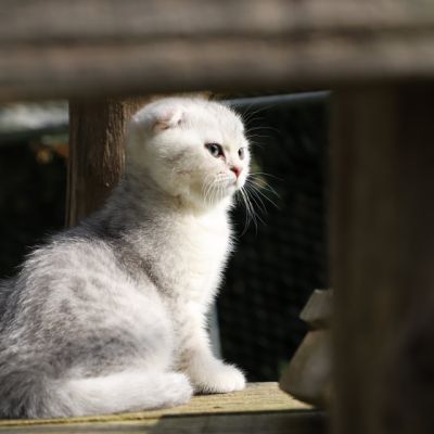 Uguette Of british Archanges