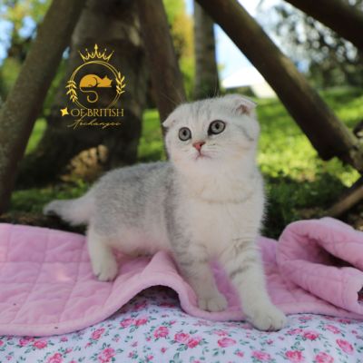 Uguette Of british Archanges