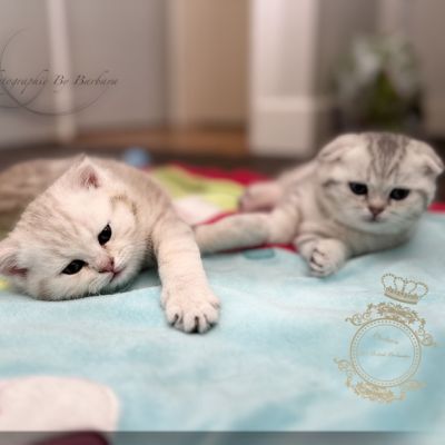 Uguette Of british Archanges