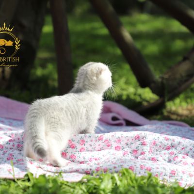 Uguette Of british Archanges