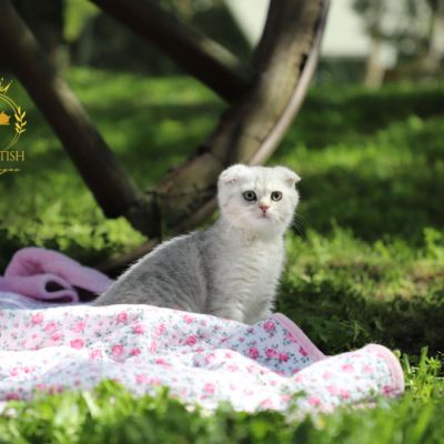 Uguette Of british Archanges