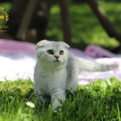 Uguette Of british Archanges