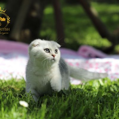 Uguette Of british Archanges