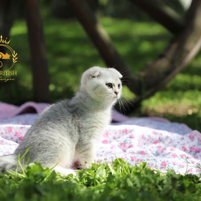 Uguette Of british Archanges