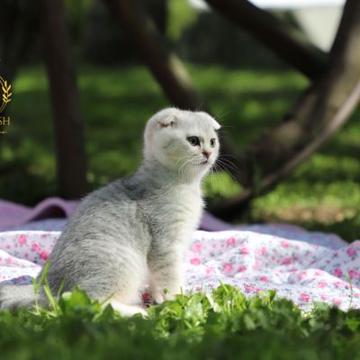 Uguette Of british Archanges