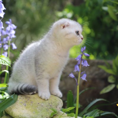 Uguette Of british Archanges