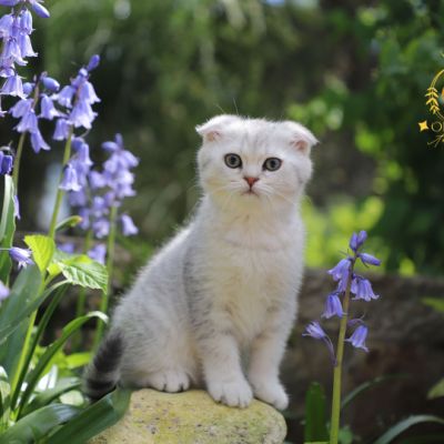 Uguette Of british Archanges